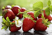 Fresh strawberries with flower and leaves