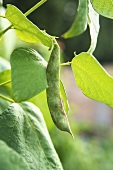 Green bean on the plant (close-up)