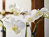 weiße Orchideen als Blumendeko