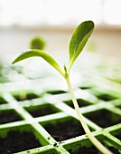 Pumpkin seedlings