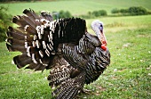 A turkey