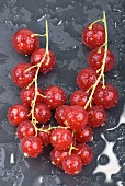 Redcurrants with drops of water