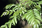 Curry leaves on branch