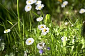 Daisies in grass