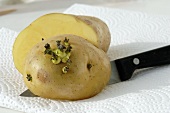 Bintje potato with sprouts (10 days old)