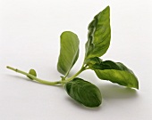 A sprig of basil