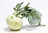 A kohlrabi