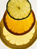 Lime, orange and grapefruit slices, backlit