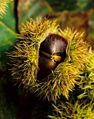 A sweet chestnut in its shell