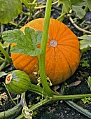 Pumpkins on the plant