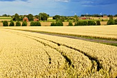 Field of grain in Sweden