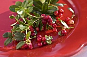 Fresh cranberries on red plate