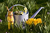 Watering can with crocuses and wooden rabbit