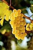 Ripe white wine grapes on vine (Grüner Veltliner, Lower Austria)