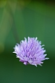 Chive flower