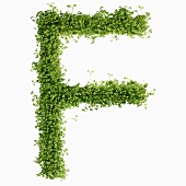 The letter F in cress
