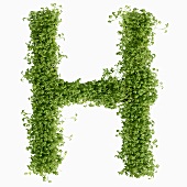 The letter H in cress