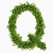 The letter Q in cress