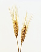 Two Wheat Stalks on White Background