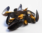 Mussels