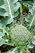 Broccoli in vegetable bed