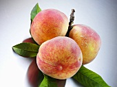 Yellow Florentine peaches with leaves