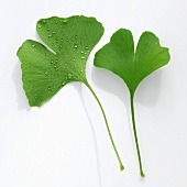 Ginkgo leaves with and without drops of water