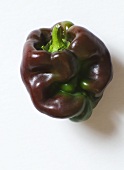 Organic "Chocolate" Bell Pepper on White Background