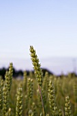 Cornfield