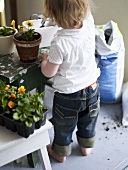 Little girl planting pansies in flowerpot