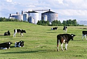 Kühe vor einer Fabrik in Schweden