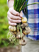 Man holding freshly picked onions
