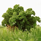 Kale in basket in grass