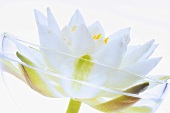 White water lily (Nymphaea alba), close-up