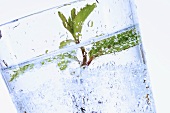 Ein Glas Mineralwasser mit Minzeblatt (Close Up)