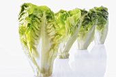 Four romaine lettuce hearts