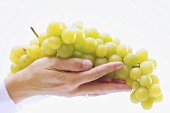 Hand holding green grapes