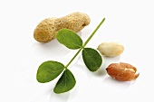 Peanuts and leaves, elevated view, close-up