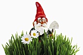Garden gnome in grass