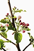 Apple blossom on branch