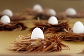 Eggs in feather nest