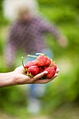 Hand hält frische Erdbeeren