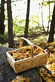 Basket of chanterelles and autumn leaves