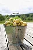 Potatoes in a bucket