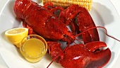 Cooked lobster with corn on the cob and butter sauce
