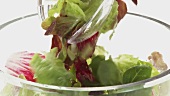 Tossing mixed salad leaves