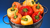 Washing peppers in a colander