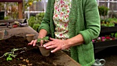 Elderly woman planting a young plant in a pot