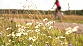 Frau fährt Fahrrad neben Getreidefeld