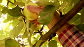 Apfel vom Baum pflücken